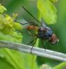 Pegomya sp.